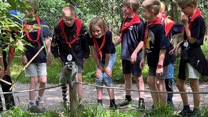 Mikrospejdere er ofte på eventyr.... Spejdere står i flok og ser på en Lemurabe som sidder på en pæl i Knuthenborg Safaripark.